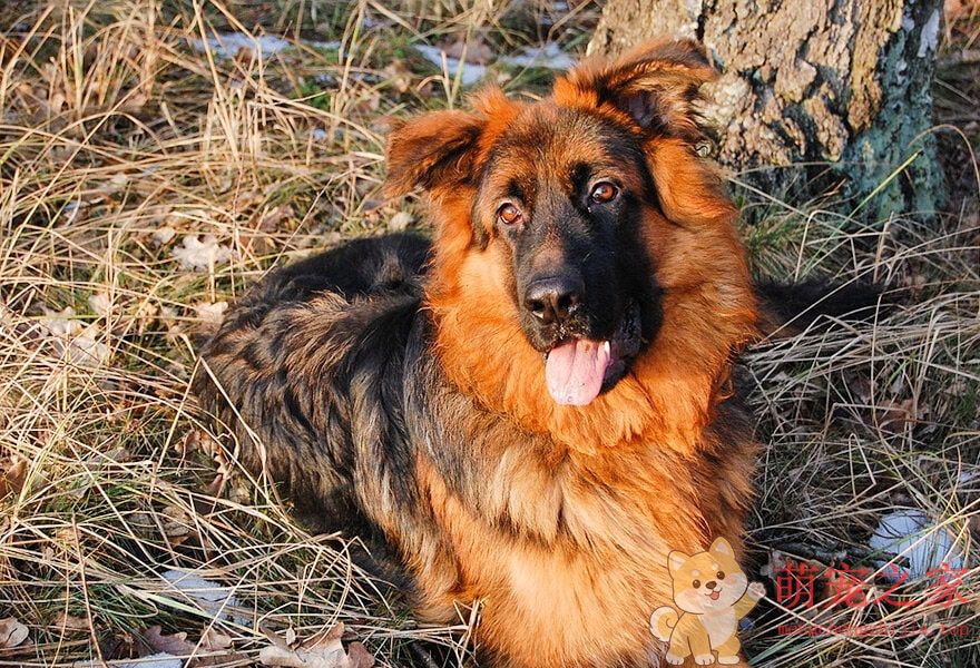 德国牧羊犬忠诚(图13) 德国牧羊犬图片大全 威武凛然的德国狼犬