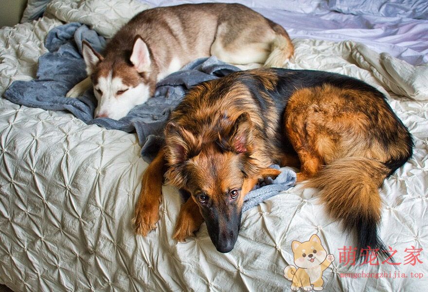 德国牧羊犬忠诚(图15) 德国牧羊犬图片大全 威武凛然的德国狼犬