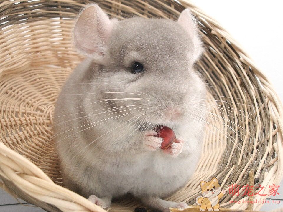 超萌龙猫农夫(图2) 超萌龙猫图片大全 真实活体龙猫毛丝鼠高清照片图片