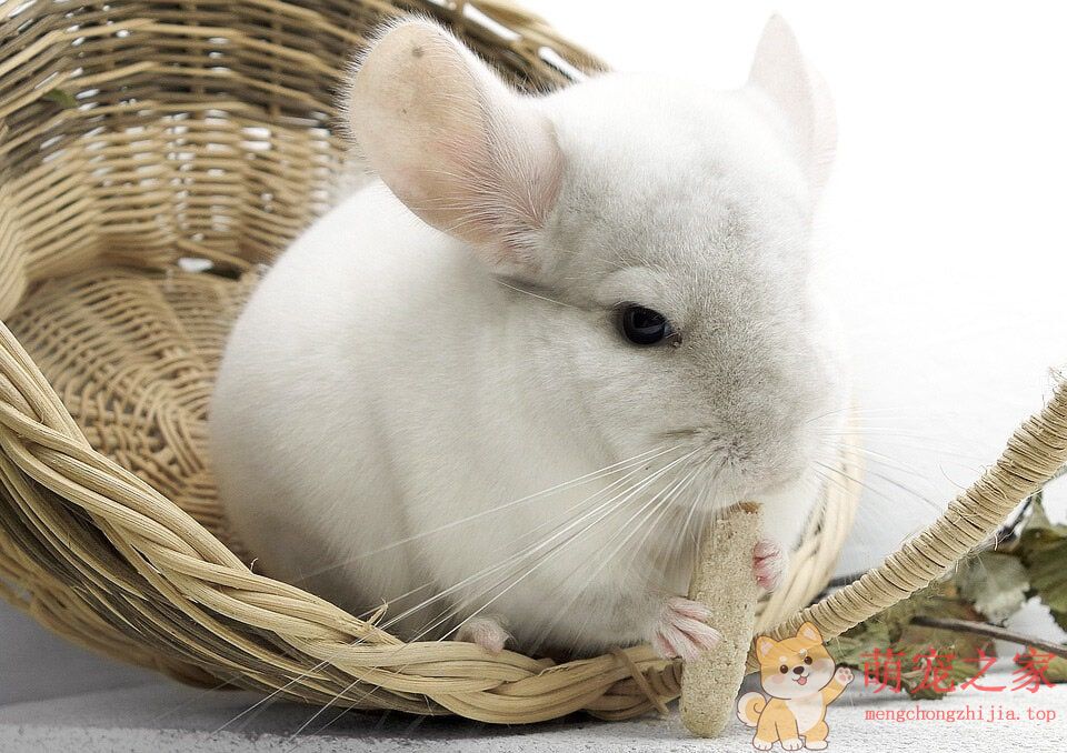 超萌龙猫农夫(图3) 超萌龙猫图片大全 真实活体龙猫毛丝鼠高清照片图片
