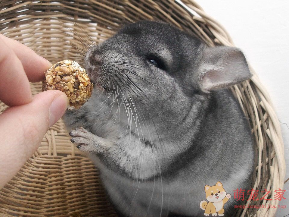 超萌龙猫农夫(图4) 超萌龙猫图片大全 真实活体龙猫毛丝鼠高清照片图片