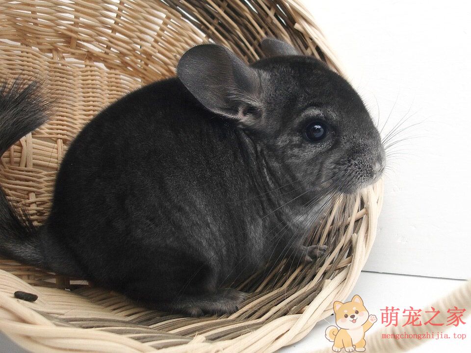 超萌龙猫农夫(图5) 超萌龙猫图片大全 真实活体龙猫毛丝鼠高清照片图片