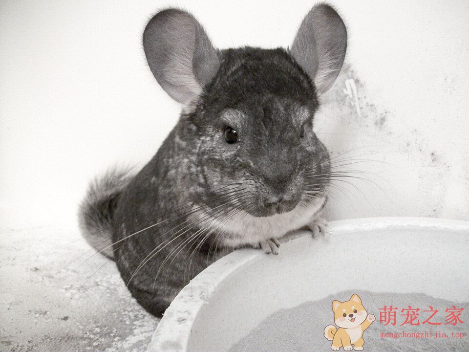 超萌龙猫农夫(图6) 超萌龙猫图片大全 真实活体龙猫毛丝鼠高清照片图片