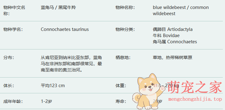 蓝角马/黑尾牛羚简介及生活习性(图2) 蓝角马/黑尾牛羚简介及生活习性