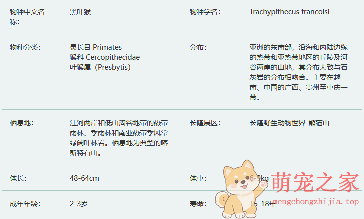 黑叶猴简介及生活习性(图2) 黑叶猴简介及生活习性